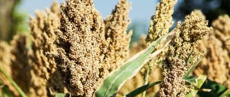 Sorghum plant